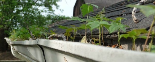 Who’s Living In Your Gutter?